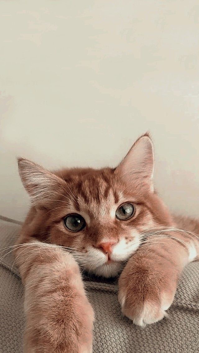 Communication intuitive - Animal