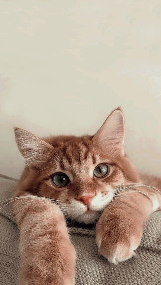 Communication intuitive - Animal